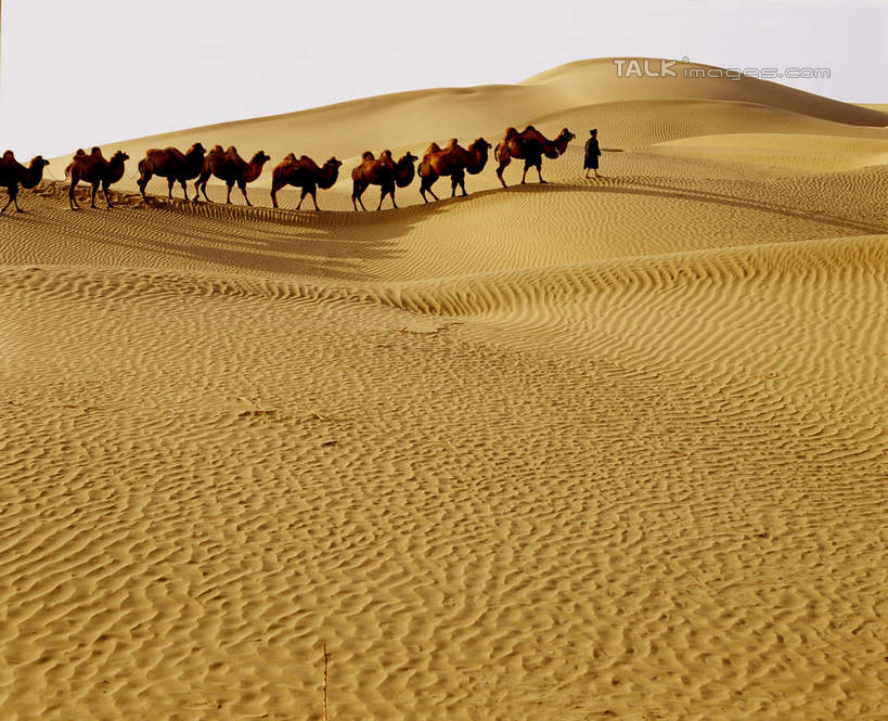 东方人,一个人,站,横图,室外,白天,侧面,旅游,度假,美景,沙漠,野生动物,中国,亚洲,仅一个男性,仅一个人,仅一个中年男性,一群,许多,阴影,服装,光线,影子,景观,很多,休闲装,黄种人,娱乐,骆驼,衣服,蓝色,蓝天,天空,阳光,自然,动物,天,站着,享受,休闲,休闲服,景色,放松,运输,服饰,晴朗,自然风光,东亚,新疆,民丰,民丰县,万里无云,沙漠之舟,中华人民共和国,新疆维吾尔自治区,西北地区,双峰骆驼,男人,男性,中年男性,亚洲人,大漠,砂漠,晴空,晴空万里,站立,彩图,全身,和田地区,新,shcm1