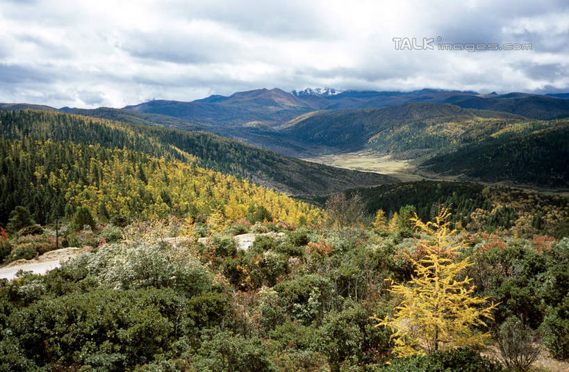 无人,横图,俯视,室外,白天,旅游,度假,美景,森林,山,山脉,树林,植物,香格里拉,中国,亚洲,阴影,光线,影子,景观,山峰,云,云朵,山峦,云彩,娱乐,迪庆,云南,树,树木,蓝色,绿色,白云,蓝天,天空,阳光,自然,群山,天,享受,休闲,景色,放松,生长,晴朗,成长,自然风光,东亚,中甸,迪庆藏族自治州,云南省,中华人民共和国,西南地区,滇,迪庆州,香格里拉县,晴空,彩图,高角度拍摄,shcm1
