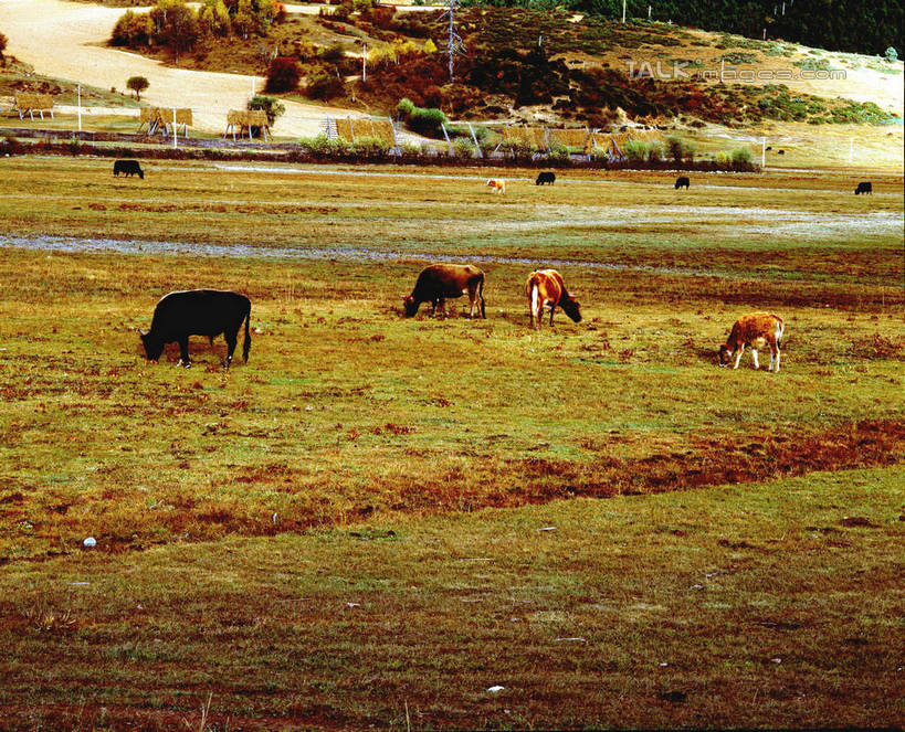 无人,站,横图,室外,白天,正面,旅游,度假,草地,草坪,美景,植物,牛,香格里拉,中国,亚洲,一群,许多,景观,很多,娱乐,迪庆,云南,草,树,树木,绿色,自然,动物,站着,享受,休闲,家畜,景色,放松,牲畜,生长,成长,自然风光,东亚,中甸,迪庆藏族自治州,云南省,中华人民共和国,西南地区,滇,迪庆州,香格里拉县,站立,彩图,全身,shcm1