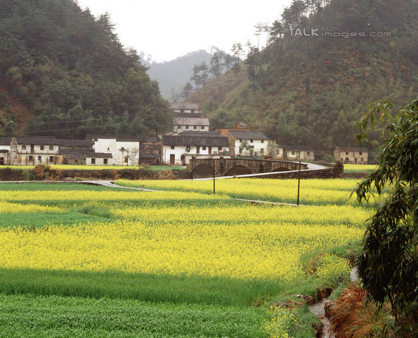 无人,家,农田,横图,室外,白天,正面,旅游,度假,庄稼,农作物,草地,草坪,花海,花圃,美景,山,山脉,植物,叶子,中国,亚洲,盛开,房屋,屋子,景观,山峰,山峦,花蕾,娱乐,临安,浙江,楼房,住宅,草,花,花瓣,花朵,花卉,鲜花,树,树木,浙江省,黄色,绿色,天空,自然,花丛,花束,花田,群山,天,花苞,花蕊,油菜花,享受,休闲,景色,放松,生长,成长,自然风光,东亚,中华人民共和国,华东地区,浙,彩图,耕地,庄稼田,房子,油菜花田,临安市,龙岗镇,芸苔,芸薹,shcm1