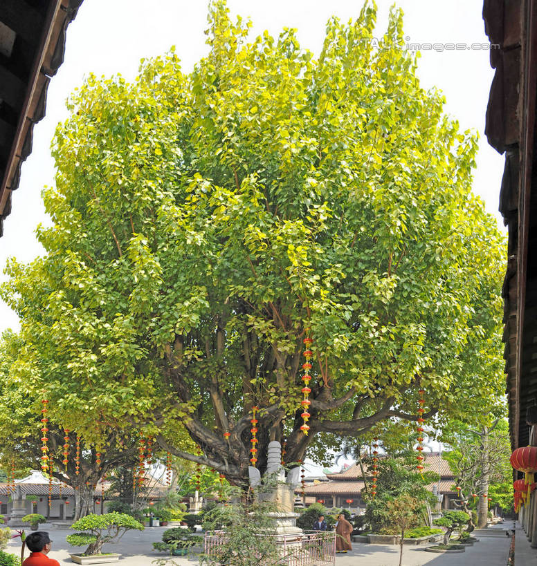 东方人,一个人,寺庙,站,竖图,室外,白天,正面,旅游,度假,名胜古迹,树林,植物,标志建筑,地标,建筑,中国,亚洲,仅一个女性,仅一个人,服装,节日,遗迹,休闲装,黄种人,古迹,文化,文物,娱乐,建设,古建筑,树,树木,衣服,绿色,天空,自然,庙宇,天,祈祷,站着,仅一个中年女性,享受,休闲,健康,休闲服,旅游胜地,放松,许愿,宗教,服饰,佛教,信仰,生长,成长,纪念,祈求,古文明,东亚,广东,潮州,潮州开元寺,潮州市,广东省,开元路,开元寺,中华人民共和国,华南地区,粤,释教,平安,女人,女性,中年女性,亚洲人,站立,半身,彩图,庙,寺,shgcy1