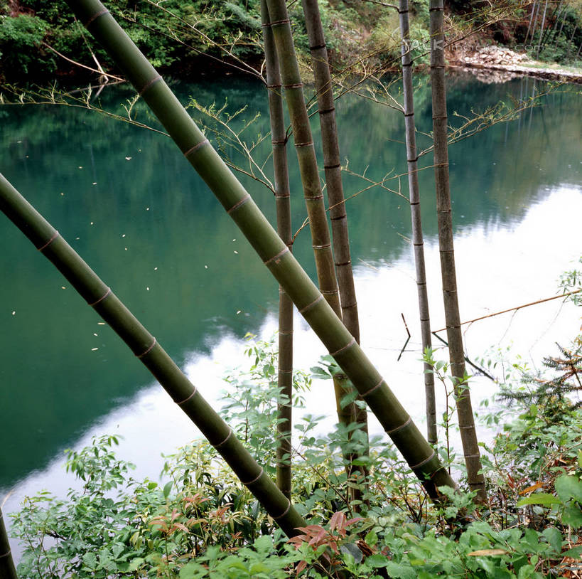 无人,横图,室外,白天,正面,旅游,度假,纯洁,草地,草坪,河流,美景,沙滩,水,植物,竹子,阴影,光线,沙子,影子,河岸,河水,河滩,景观,水流,沙地,娱乐,草,绿色,阳光,自然,享受,休闲,景色,放松,高雅,自然风光,奉献,质朴,正直,担当,竹,彩图,奋进,操守,四君子,岁寒三友,性坚,虚怀,虚心,善群,卓尔,shgzq1