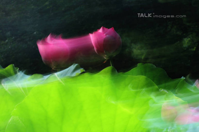 无人,横图,室外,白天,正面,纯洁,美景,莲花,叶子,阴影,朦胧,模糊,盛开,光线,影子,池塘,景观,水池,荷叶,花蕾,花,花瓣,花朵,鲜花,阳光,自然,花苞,花蕊,景色,富贵,神圣,自然风光,纯净,莲叶,六月花神,正直,鞭蕖,鞭蓉,芙蕖,菡萏,荷花,六月春,藕花,水旦,水芙蓉,水华,水芸,溪客,叶,叶片,彩图,shgzq1