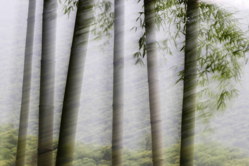 无人,横图,室外,白天,正面,纯洁,美景,竹子,阴影,朦胧,模糊,光线,影子,景观,竹林,天空,阳光,自然,天,景色,高雅,自然风光,奉献,质朴,正直,担当,竹,彩图,奋进,操守,四君子,岁寒三友,性坚,虚怀,虚心,善群,卓尔,shgzq1