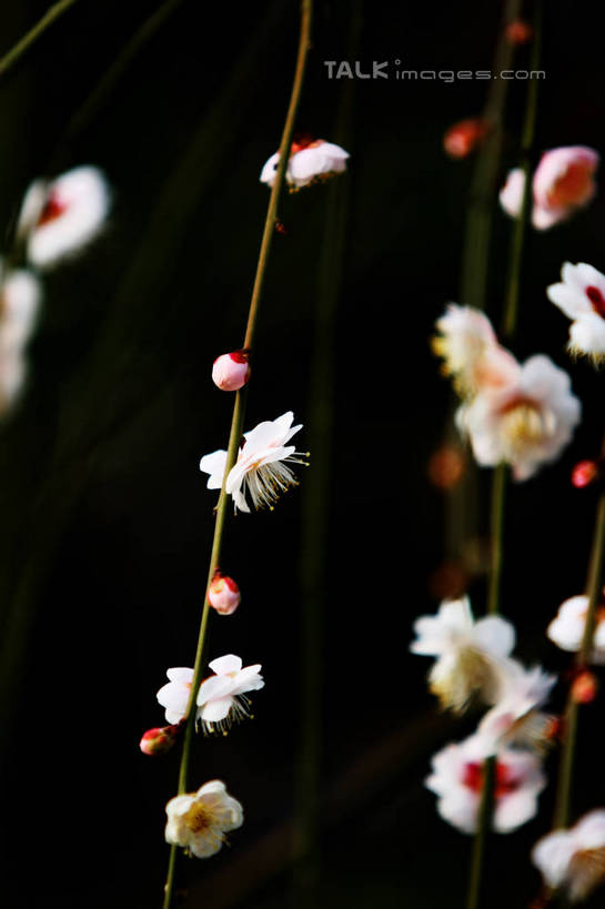 无人,竖图,室外,特写,白天,正面,美景,植物,许多,阴影,朦胧,模糊,盛开,光线,影子,景观,枝条,很多,花蕾,腊梅,花,花瓣,花朵,鲜花,树,树木,树枝,绿色,白色,阳光,自然,花苞,花蕊,独立,景色,生长,成长,自然风光,高洁,忠实,忠贞,刚强,坚毅,坚贞,腊梅花,蜡梅,蜡梅花,香梅,黄梅花,虬枝,枝杈,彩图,shgzq1