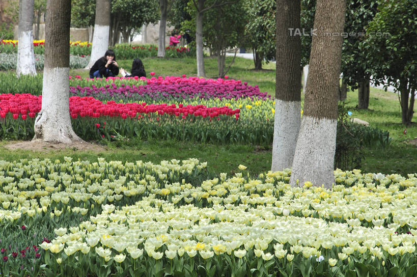 东方人,背部,两个人,坐,横图,室外,白天,正面,爱情,旅游,度假,草地,草坪,花海,花圃,美景,树林,植物,郁金香,叶子,上海,中国,亚洲,阴影,服装,盛开,光线,影子,景观,浪漫,祝福,花蕾,注视,休闲装,黄种人,娱乐,浦东,草,花,花瓣,花朵,花卉,鲜花,树,树木,衣服,绿色,阳光,自然,花丛,花束,花田,花苞,花蕊,观察,看,享受,休闲,温暖,温馨,休闲服,景色,恩爱,放松,恋人,服饰,生长,成长,观看,申,和睦,察看,表白,关注,自然风光,荣誉,浦东新区,东亚,上海市,上海鲜花港,龙阳路,中华人民共和国,沪,华东地区,永恒,男人,男性,年轻男性,年轻女性,女人,女性,亚洲人,情侣,郁香,洋荷花,草麝香,坐着,彩图,全身,伴侣,融洽,shlbh1