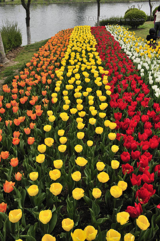 无人,竖图,俯视,室外,特写,白天,爱情,旅游,度假,草地,草坪,湖,湖泊,美景,树林,水,植物,郁金香,上海,中国,亚洲,阴影,光线,影子,湖面,景观,水流,水面,祝福,娱乐,浦东,草,树,树木,黄色,红色,绿色,阳光,自然,湖水,享受,休闲,橙色,景色,放松,生长,成长,申,表白,自然风光,荣誉,浦东新区,东亚,上海市,上海鲜花港,龙阳路,中华人民共和国,沪,华东地区,永恒,郁香,洋荷花,草麝香,彩图,高角度拍摄,shlbh1