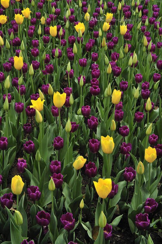 无人,竖图,俯视,室外,特写,白天,爱情,花海,花圃,美景,植物,郁金香,叶子,上海,中国,亚洲,阴影,盛开,光线,影子,景观,祝福,花蕾,浦东,花,花瓣,花朵,花卉,鲜花,黄色,绿色,紫色,阳光,自然,花丛,花束,花田,花苞,花蕊,景色,申,表白,自然风光,荣誉,浦东新区,东亚,上海市,上海鲜花港,龙阳路,中华人民共和国,沪,华东地区,永恒,郁香,洋荷花,草麝香,彩图,高角度拍摄,shlbh1