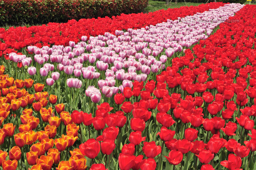 无人,横图,俯视,室外,特写,白天,爱情,花海,花圃,美景,植物,郁金香,叶子,上海,中国,亚洲,阴影,盛开,光线,影子,景观,祝福,花蕾,浦东,花,花瓣,花朵,花卉,鲜花,粉色,红色,绿色,阳光,自然,花丛,花束,花田,花苞,花蕊,橙色,景色,申,表白,自然风光,荣誉,浦东新区,东亚,上海市,上海鲜花港,龙阳路,中华人民共和国,沪,华东地区,永恒,郁香,洋荷花,草麝香,彩图,高角度拍摄,shlbh1