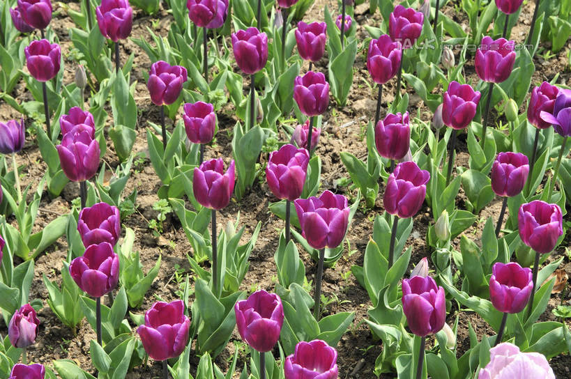 无人,横图,俯视,室外,特写,白天,爱情,花海,花圃,美景,植物,郁金香,叶子,上海,中国,亚洲,阴影,盛开,光线,影子,景观,祝福,花蕾,浦东,花,花瓣,花朵,花卉,鲜花,绿色,紫色,阳光,自然,花丛,花束,花田,花苞,花蕊,景色,申,表白,自然风光,荣誉,浦东新区,东亚,上海市,上海鲜花港,龙阳路,中华人民共和国,沪,华东地区,永恒,郁香,洋荷花,草麝香,彩图,高角度拍摄,shlbh1