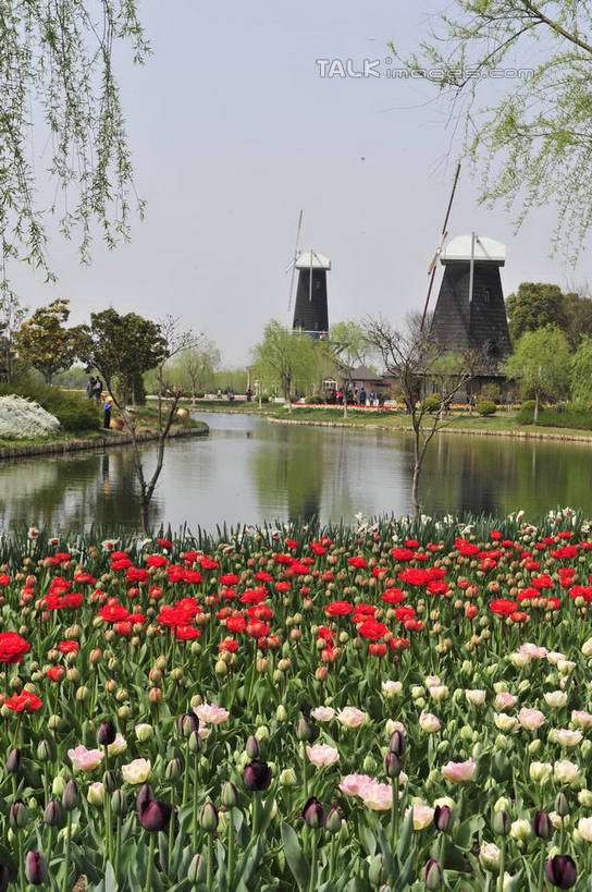 无人,竖图,室外,白天,正面,爱情,旅游,度假,草地,草坪,花海,花圃,美景,树林,植物,郁金香,叶子,上海,中国,亚洲,阴影,盛开,光线,影子,景观,祝福,花蕾,娱乐,浦东,草,花,花瓣,花朵,花卉,鲜花,树,树木,蓝色,绿色,蓝天,天空,阳光,自然,花丛,花束,花田,天,花苞,花蕊,享受,休闲,景色,放松,生长,晴朗,成长,申,表白,自然风光,荣誉,浦东新区,东亚,上海市,上海鲜花港,龙阳路,万里无云,中华人民共和国,沪,华东地区,永恒,晴空,晴空万里,郁香,洋荷花,草麝香,彩图,shlbh1