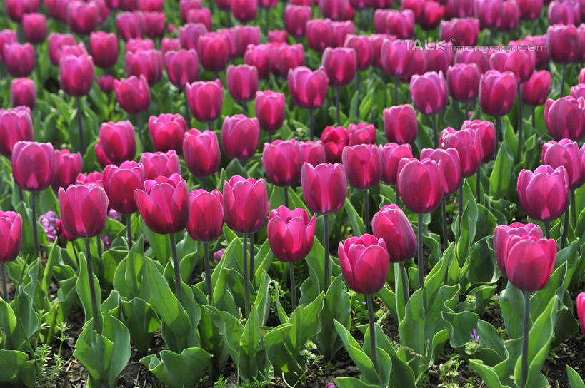 无人,横图,俯视,室外,特写,白天,爱情,花海,花圃,美景,植物,郁金香,叶子,上海,中国,亚洲,阴影,盛开,光线,影子,景观,祝福,花蕾,浦东,花,花瓣,花朵,花卉,鲜花,绿色,紫色,阳光,自然,花丛,花束,花田,花苞,花蕊,景色,申,表白,自然风光,荣誉,浦东新区,东亚,上海市,上海鲜花港,龙阳路,中华人民共和国,沪,华东地区,永恒,郁香,洋荷花,草麝香,彩图,高角度拍摄,shlbh1