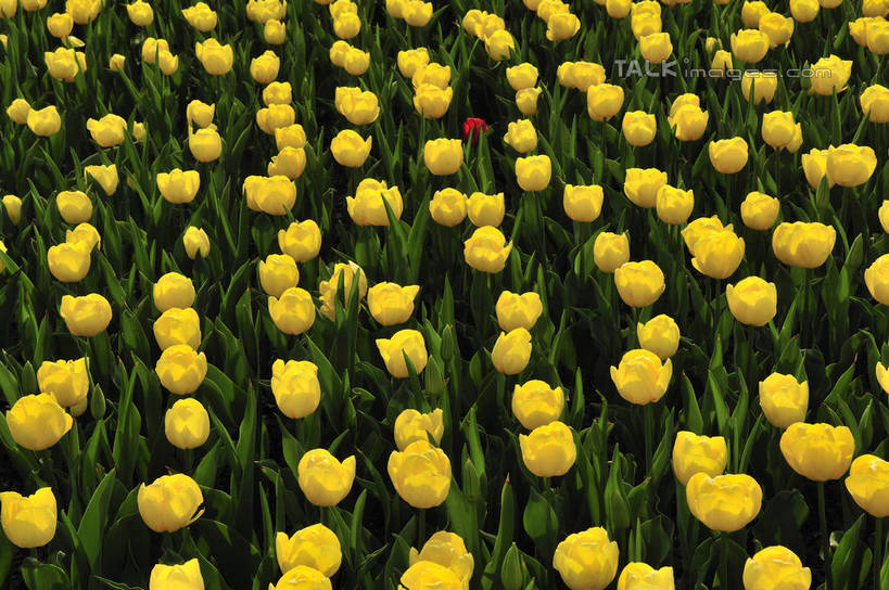 无人,横图,俯视,室外,特写,白天,爱情,花海,花圃,美景,植物,郁金香,叶子,上海,中国,亚洲,阴影,盛开,光线,影子,景观,祝福,花蕾,浦东,花,花瓣,花朵,花卉,鲜花,黄色,绿色,阳光,自然,花丛,花束,花田,花苞,花蕊,景色,申,表白,自然风光,荣誉,浦东新区,东亚,上海市,上海鲜花港,龙阳路,中华人民共和国,沪,华东地区,永恒,郁香,洋荷花,草麝香,彩图,高角度拍摄,shlbh1