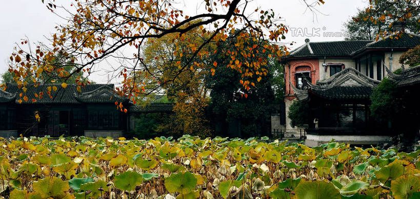 无人,横图,室外,白天,正面,旅游,度假,美景,秋季,植物,叶子,许多,阴影,枯萎,光线,影子,房屋,亭子,屋子,池塘,景观,荷叶,枯叶,娱乐,树,树木,树叶,绿色,天空,阳光,自然,凉亭,天,享受,休闲,景色,放松,生长,成长,自然风光,凋零,莲叶,叶,叶片,秋,秋天,彩图,房子,shlmx1