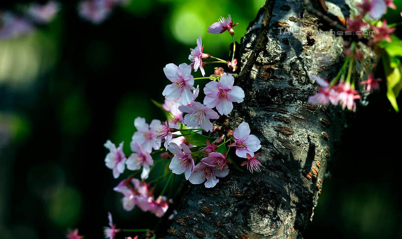 无人,横图,室外,特写,白天,正面,旅游,度假,美景,植物,桃花,许多,阴影,朦胧,模糊,盛开,光线,影子,景观,粉红,花蕾,娱乐,花,花瓣,花朵,鲜花,树,树干,树木,粉色,绿色,阳光,自然,花苞,花蕊,享受,休闲,景色,放松,生长,成长,自然风光,彩图,shlmx1
