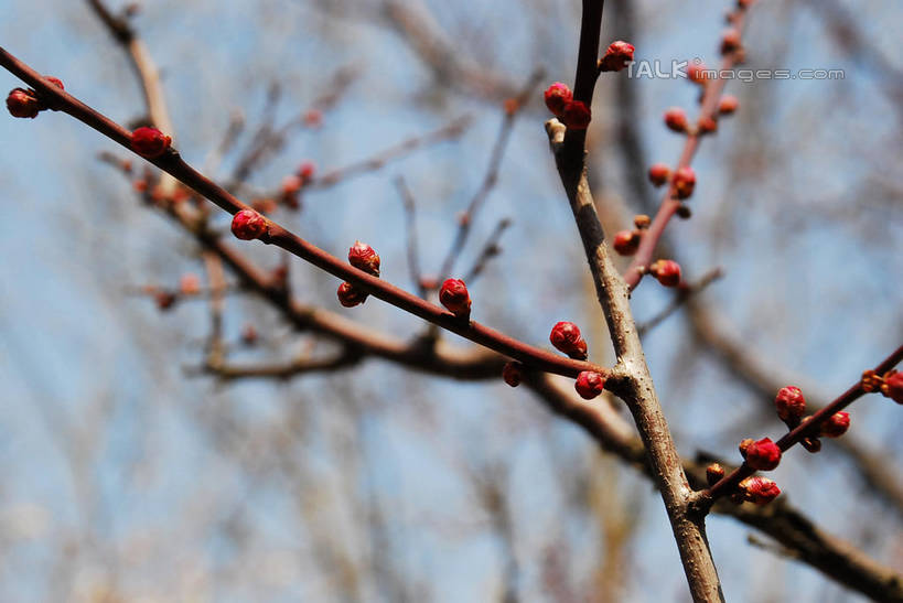 无人,横图,室外,特写,白天,仰视,美景,植物,阴影,朦胧,模糊,盛开,光线,影子,景观,梅花,枝条,花蕾,花,花瓣,花朵,鲜花,树,树木,树枝,红色,蓝色,绿色,蓝天,天空,阳光,自然,天,花苞,花蕊,景色,生长,晴朗,成长,高雅,坚强,自然风光,万里无云,虬枝,枝杈,春梅,梅,晴空,晴空万里,红梅,彩图,低角度拍摄,shqxy1