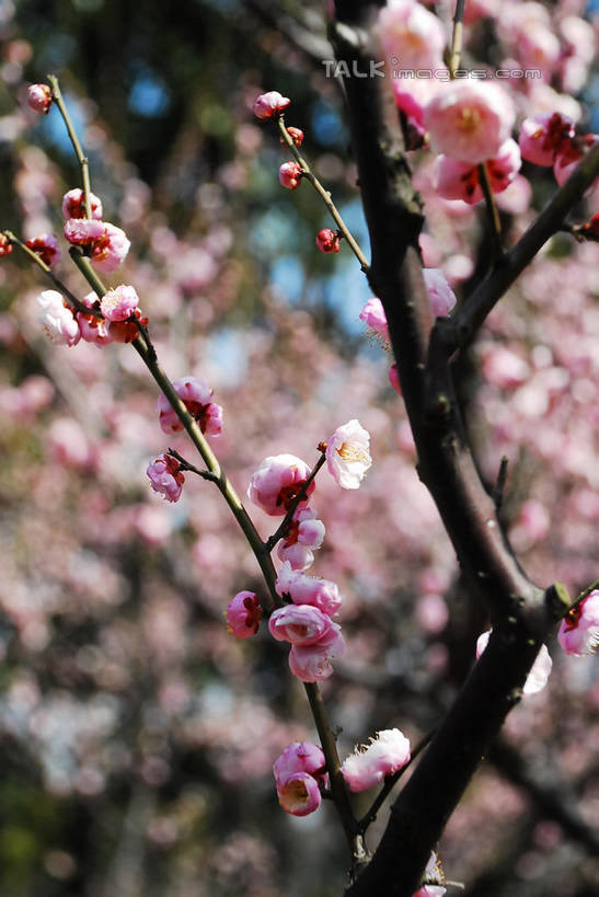 无人,竖图,室外,特写,白天,正面,美景,植物,阴影,朦胧,模糊,盛开,光线,影子,景观,梅花,枝条,花蕾,花,花瓣,花朵,鲜花,树,树木,树枝,粉色,蓝色,绿色,蓝天,天空,阳光,自然,天,花苞,花蕊,景色,生长,晴朗,成长,高雅,坚强,自然风光,万里无云,虬枝,枝杈,春梅,梅,晴空,晴空万里,红梅,彩图,shqxy1