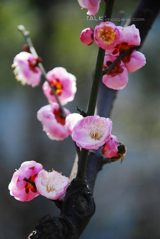 无人,竖图,室外,特写,白天,正面,美景,植物,阴影,朦胧,模糊,盛开,光线,影子,景观,梅花,枝条,花蕾,花,花瓣,花朵,鲜花,树,树木,树枝,粉色,蓝色,绿色,蓝天,天空,阳光,自然,天,花苞,花蕊,景色,生长,晴朗,成长,高雅,坚强,自然风光,万里无云,虬枝,枝杈,春梅,梅,晴空,晴空万里,红梅,彩图,shqxy1