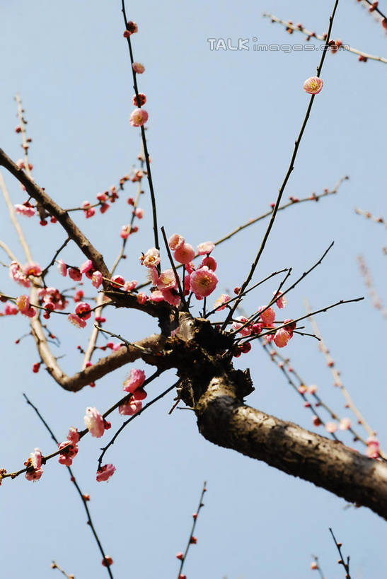 无人,竖图,室外,特写,白天,仰视,美景,植物,阴影,朦胧,模糊,盛开,光线,影子,景观,梅花,枝条,花蕾,花,花瓣,花朵,鲜花,树,树木,树枝,粉色,蓝色,绿色,蓝天,天空,阳光,自然,天,花苞,花蕊,景色,生长,晴朗,成长,高雅,坚强,自然风光,万里无云,虬枝,枝杈,春梅,梅,晴空,晴空万里,红梅,彩图,低角度拍摄,shqxy1