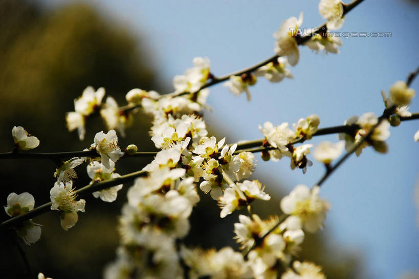 无人,横图,室外,特写,白天,仰视,美景,植物,阴影,朦胧,模糊,盛开,光线,影子,景观,梅花,枝条,花蕾,花,花瓣,花朵,鲜花,树,树木,树枝,蓝色,绿色,白色,蓝天,天空,阳光,自然,天,花苞,花蕊,景色,生长,晴朗,成长,高雅,坚强,自然风光,万里无云,虬枝,枝杈,春梅,梅,晴空,晴空万里,彩图,低角度拍摄,白梅花,绿萼梅,绿梅,绿梅花,shqxy1