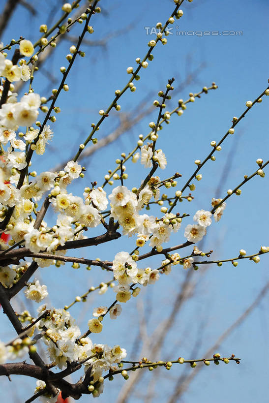 无人,竖图,室外,特写,白天,仰视,美景,植物,阴影,盛开,光线,影子,景观,梅花,枝条,花蕾,花,花瓣,花朵,鲜花,树,树木,树枝,蓝色,绿色,白色,蓝天,天空,阳光,自然,天,花苞,花蕊,景色,生长,晴朗,成长,高雅,坚强,自然风光,万里无云,虬枝,枝杈,春梅,梅,晴空,晴空万里,彩图,低角度拍摄,白梅花,绿萼梅,绿梅,绿梅花,shqxy1