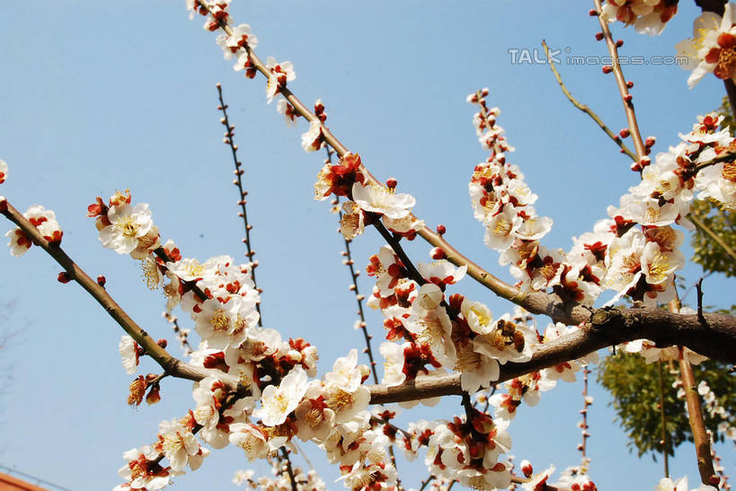 无人,横图,室外,特写,白天,仰视,美景,植物,阴影,盛开,光线,影子,景观,梅花,枝条,花蕾,花,花瓣,花朵,鲜花,树,树木,树枝,蓝色,绿色,白色,蓝天,天空,阳光,自然,天,花苞,花蕊,景色,生长,晴朗,成长,高雅,坚强,自然风光,万里无云,虬枝,枝杈,春梅,梅,晴空,晴空万里,彩图,低角度拍摄,白梅花,绿萼梅,绿梅,绿梅花,shqxy1