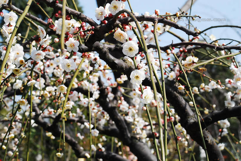 无人,横图,室外,特写,白天,仰视,美景,植物,阴影,盛开,光线,影子,景观,梅花,枝条,花蕾,花,花瓣,花朵,鲜花,树,树木,树枝,蓝色,绿色,白色,蓝天,天空,阳光,自然,天,花苞,花蕊,景色,生长,晴朗,成长,高雅,坚强,自然风光,万里无云,虬枝,枝杈,春梅,梅,晴空,晴空万里,彩图,低角度拍摄,白梅花,绿萼梅,绿梅,绿梅花,shqxy1