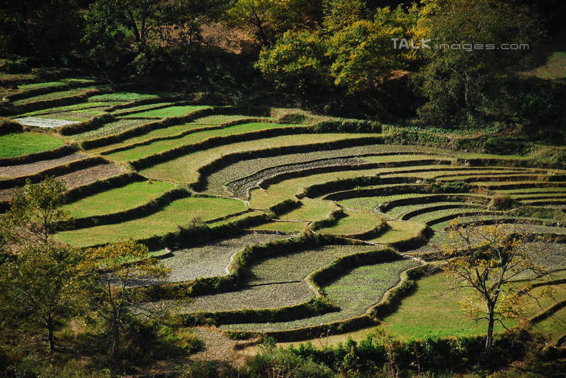 无人,农田,横图,俯视,室外,白天,旅游,度假,庄稼,梯田,农作物,美景,森林,树林,植物,中国,亚洲,阴影,曲折,弯曲,光线,影子,景观,娱乐,迪庆,云南,树,树木,绿色,阳光,自然,享受,休闲,景色,放松,蜿蜒,生长,成长,自然风光,东亚,迪庆藏族自治州,云南省,中华人民共和国,西南地区,滇,迪庆州,彩图,高角度拍摄,耕地,庄稼田,shqxy1