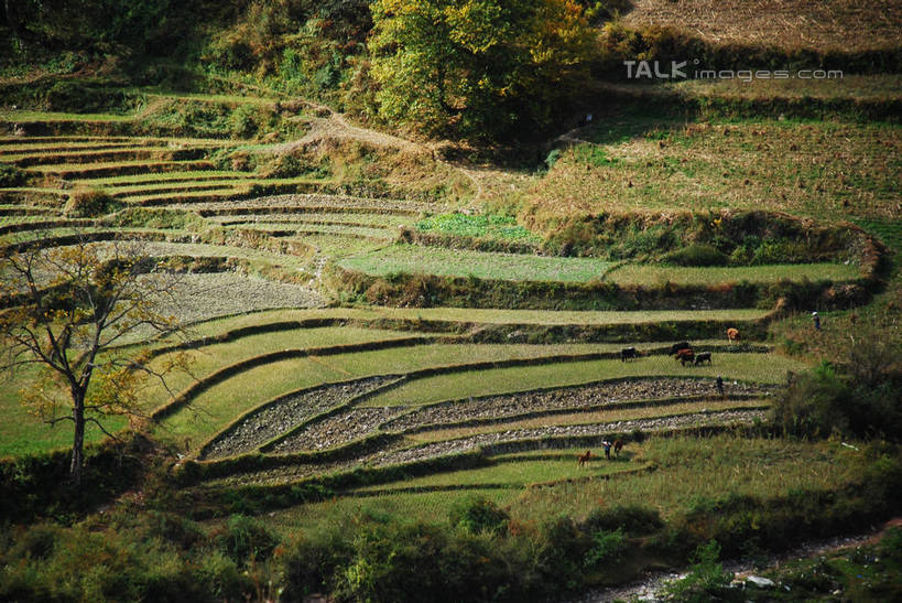 无人,农田,横图,俯视,室外,白天,旅游,度假,庄稼,梯田,农作物,美景,森林,树林,植物,中国,亚洲,阴影,曲折,弯曲,光线,影子,景观,娱乐,迪庆,云南,树,树木,绿色,阳光,自然,享受,休闲,景色,放松,蜿蜒,生长,成长,自然风光,东亚,迪庆藏族自治州,云南省,中华人民共和国,西南地区,滇,迪庆州,彩图,高角度拍摄,耕地,庄稼田,shqxy1