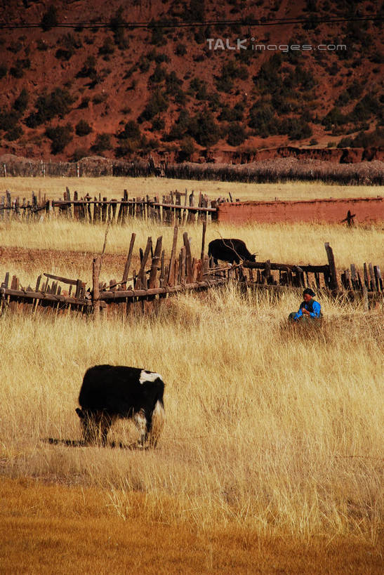 东方人,一个人,农民,农田,栏杆,站,竖图,室外,白天,正面,民族服装,旅游,度假,庄稼,农作物,草地,草原,草坪,美景,植物,牛,中国,亚洲,仅一个男性,仅一个人,阴影,服装,枯萎,光线,影子,栅栏,荒野,景观,旷野,篱笆,热带,围栏,注视,黄种人,娱乐,护栏,芒康,西藏,草,仅一个年轻男性,衣服,阳光,自然,动物,观察,看,站着,享受,休闲,家畜,景色,放松,服饰,牲畜,观看,死亡,察看,衣着,穿着,关注,自然风光,原野,荒原,藏,东亚,西藏自治区,中华人民共和国,西南地区,衣饰,枯败,男人,男性,年轻男性,亚洲人,佃农,农场主,农夫,农工,乡下人,小农,庄稼人,站立,彩图,全身,传统服装,民俗服,耕地,庄稼田,芒康县,shqxy1