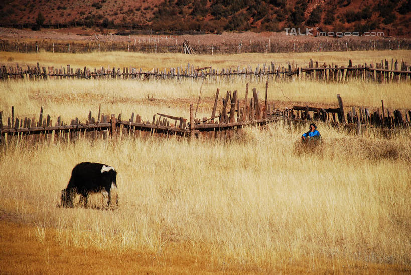 东方人,一个人,农民,农田,栏杆,站,横图,室外,白天,正面,民族服装,旅游,度假,庄稼,农作物,草地,草原,草坪,美景,植物,牛,中国,亚洲,仅一个男性,仅一个人,阴影,服装,枯萎,光线,影子,栅栏,荒野,景观,旷野,篱笆,热带,围栏,注视,黄种人,娱乐,护栏,芒康,西藏,草,仅一个年轻男性,衣服,阳光,自然,动物,观察,看,站着,享受,休闲,家畜,景色,放松,服饰,牲畜,观看,死亡,察看,衣着,穿着,关注,自然风光,原野,荒原,藏,东亚,西藏自治区,中华人民共和国,西南地区,衣饰,枯败,男人,男性,年轻男性,亚洲人,佃农,农场主,农夫,农工,乡下人,小农,庄稼人,站立,彩图,全身,传统服装,民俗服,耕地,庄稼田,芒康县,shqxy1