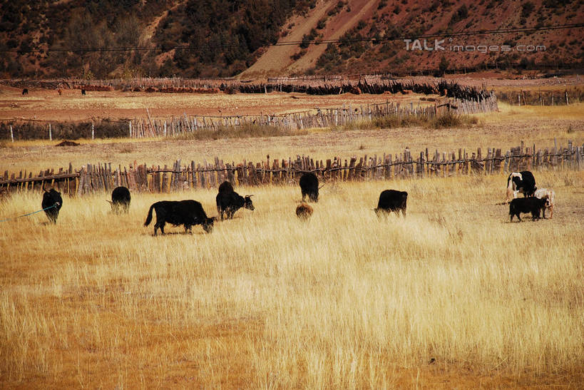 东方人,一个人,农民,农田,栏杆,站,横图,室外,白天,正面,民族服装,旅游,度假,庄稼,农作物,草地,草原,草坪,美景,植物,牛,中国,亚洲,仅一个男性,仅一个人,阴影,服装,枯萎,光线,影子,栅栏,荒野,景观,旷野,篱笆,热带,围栏,注视,黄种人,娱乐,护栏,芒康,西藏,草,仅一个年轻男性,衣服,阳光,自然,动物,观察,看,站着,享受,休闲,家畜,景色,放松,服饰,牲畜,观看,死亡,察看,衣着,穿着,关注,自然风光,原野,荒原,藏,东亚,西藏自治区,中华人民共和国,西南地区,衣饰,枯败,男人,男性,年轻男性,亚洲人,佃农,农场主,农夫,农工,乡下人,小农,庄稼人,站立,彩图,全身,传统服装,民俗服,耕地,庄稼田,芒康县,shqxy1