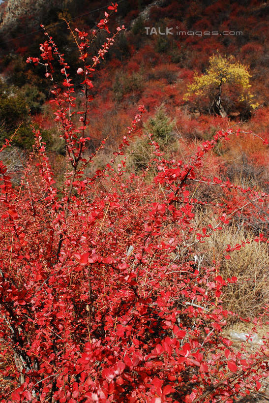 无人,竖图,室外,特写,白天,正面,快乐,美景,中国,亚洲,许多,景观,很多,波密,西藏,藏红花,红色,自然,景色,保护,番红花,自然风光,藏,东亚,西藏自治区,西红花,中华人民共和国,西南地区,彩图,波密县,shqxy1