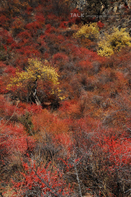 无人,竖图,室外,特写,白天,正面,快乐,美景,中国,亚洲,许多,景观,很多,波密,西藏,藏红花,红色,自然,景色,保护,番红花,自然风光,藏,东亚,西藏自治区,西红花,中华人民共和国,西南地区,彩图,波密县,shqxy1
