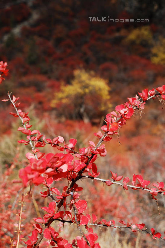 无人,竖图,室外,特写,白天,正面,快乐,美景,中国,亚洲,许多,景观,很多,波密,西藏,藏红花,红色,自然,景色,保护,番红花,自然风光,藏,东亚,西藏自治区,西红花,中华人民共和国,西南地区,彩图,波密县,shqxy1