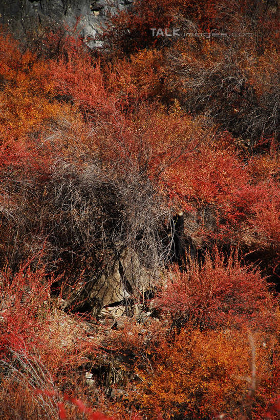 无人,竖图,室外,特写,白天,正面,快乐,美景,中国,亚洲,许多,景观,很多,波密,西藏,藏红花,红色,自然,景色,保护,番红花,自然风光,藏,东亚,西藏自治区,西红花,中华人民共和国,西南地区,彩图,波密县,shqxy1