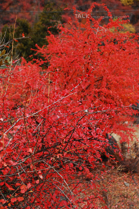 无人,竖图,室外,特写,白天,正面,快乐,美景,中国,亚洲,许多,景观,很多,波密,西藏,藏红花,红色,自然,景色,保护,番红花,自然风光,藏,东亚,西藏自治区,西红花,中华人民共和国,西南地区,彩图,波密县,shqxy1