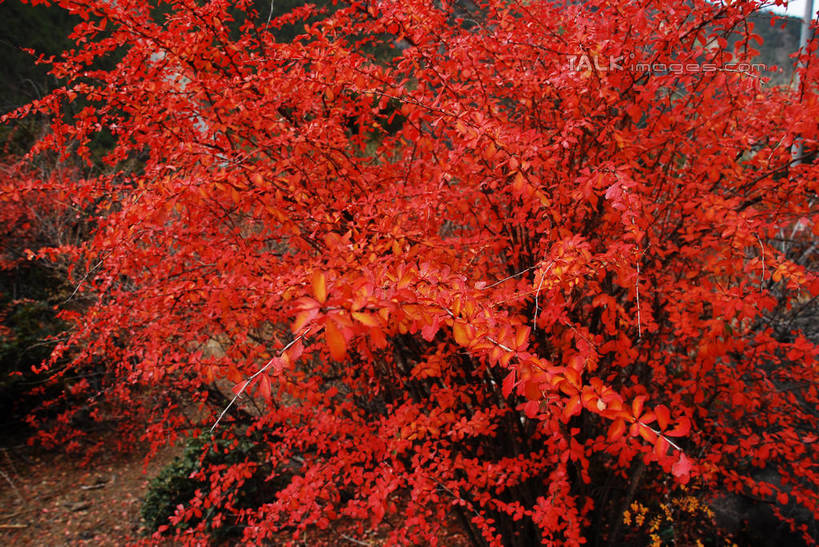 无人,横图,室外,特写,白天,正面,快乐,美景,中国,亚洲,许多,景观,很多,波密,西藏,藏红花,红色,自然,景色,保护,番红花,自然风光,藏,东亚,西藏自治区,西红花,中华人民共和国,西南地区,彩图,波密县,shqxy1