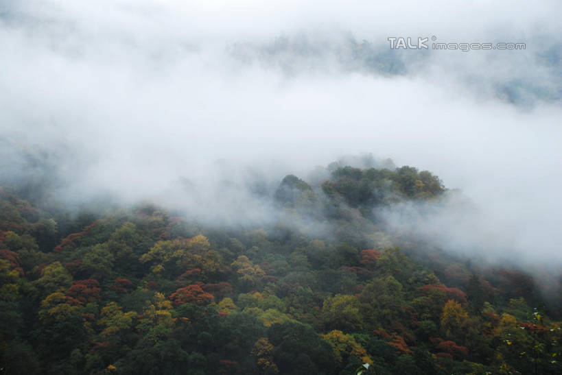 无人,横图,俯视,室外,白天,旅游,度假,美景,森林,树林,植物,雾,中国,亚洲,朦胧,模糊,景观,娱乐,波密,西藏,树,树木,绿色,自然,享受,休闲,景色,放松,生长,成长,迷雾,自然风光,藏,东亚,西藏自治区,中华人民共和国,西南地区,大雾,彩图,高角度拍摄,波密县,shqxy1