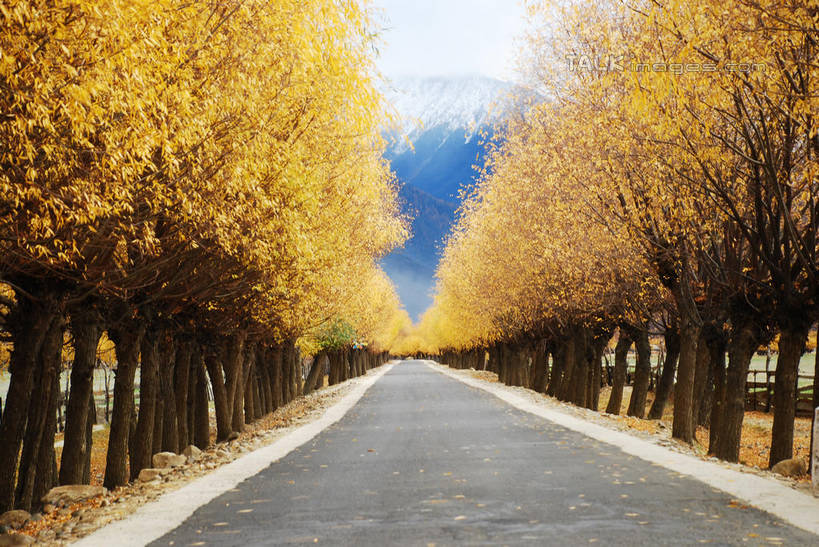 无人,横图,室外,白天,正面,旅游,度假,石头,美景,森林,山,山脉,树林,植物,雾,道路,路,柳树,中国,亚洲,朦胧,模糊,石子,景观,山顶,山峰,小路,交通,山峦,娱乐,垂柳,林芝,尼洋河,西藏,雅鲁藏布江,树,树木,绿色,自然,群山,享受,休闲,景色,放松,生长,成长,迷雾,自然风光,藏,东亚,西藏自治区,中华人民共和国,西南地区,倒挂柳,颠峰,极峰,石块,大雾,垂枝柳,彩图,林芝地区,shqxy1