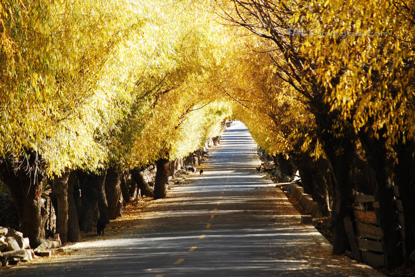 无人,横图,室外,白天,正面,旅游,度假,美景,秋季,森林,树林,植物,道路,路,公路,叶子,中国,亚洲,阴影,光线,影子,景观,分界线,枯叶,落叶,停车线,交通,娱乐,林芝,西藏,雅鲁藏布江,树,树木,绿色,阳光,自然,享受,休闲,景色,放松,生长,成长,车行道,车行道分界线,自然风光,标线,藏,东亚,西藏自治区,车行线,中华人民共和国,西南地区,叶,叶片,秋,秋天,马路,彩图,林芝地区,shqxy1
