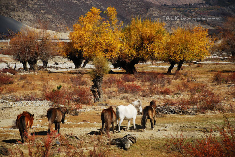 无人,农场,站,横图,室外,白天,正面,旅游,度假,畜牧业,牧场,石头,美景,森林,山,山脉,树林,植物,马,野生动物,中国,亚洲,阴影,枯萎,光线,石子,影子,景观,山峰,枯草,山峦,注视,娱乐,林芝,西藏,雅鲁藏布江,草,树,树木,黄色,绿色,阳光,自然,动物,群山,观察,看,站着,享受,休闲,景色,放松,运输,牲畜,生长,成长,观看,察看,关注,自然风光,藏,东亚,西藏自治区,畜牧,中华人民共和国,西南地区,牧业,石块,站立,彩图,全身,林芝地区,shqxy1