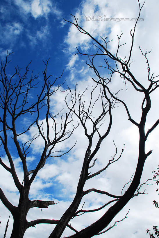 无人,竖图,室外,白天,仰视,美景,中国,亚洲,阴影,枯萎,光线,影子,景观,云,云朵,树桩,枝条,云彩,波密,西藏,树,树干,树枝,蓝色,白云,蓝天,天空,阳光,自然,天,木桩,景色,晴朗,死亡,自然风光,藏,东亚,西藏自治区,中华人民共和国,西南地区,虬枝,枝杈,枯败,晴空,彩图,低角度拍摄,波密县,易贡乡,shqxy1