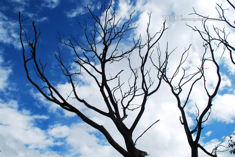 无人,横图,室外,白天,仰视,美景,中国,亚洲,阴影,枯萎,光线,影子,景观,云,云朵,树桩,枝条,云彩,波密,西藏,树,树干,树枝,蓝色,白云,蓝天,天空,阳光,自然,天,木桩,景色,晴朗,死亡,自然风光,藏,东亚,西藏自治区,中华人民共和国,西南地区,虬枝,枝杈,枯败,晴空,彩图,低角度拍摄,波密县,易贡乡,shqxy1