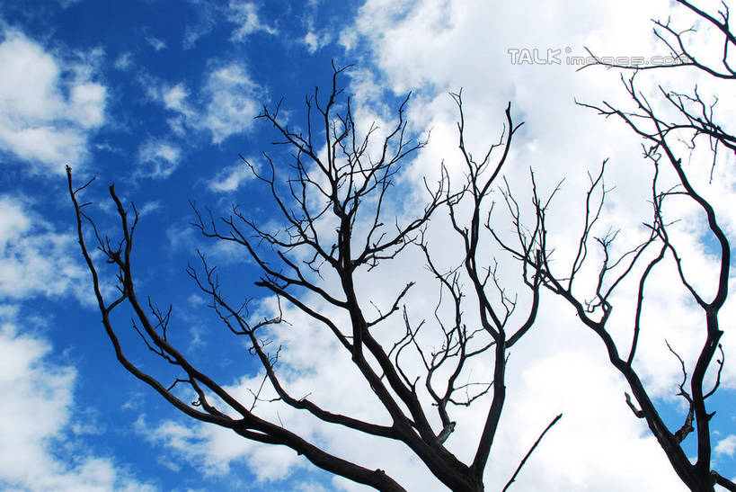 无人,横图,室外,白天,仰视,美景,中国,亚洲,阴影,枯萎,光线,影子,景观,云,云朵,树桩,枝条,云彩,波密,西藏,树,树干,树枝,蓝色,白云,蓝天,天空,阳光,自然,天,木桩,景色,晴朗,死亡,自然风光,藏,东亚,西藏自治区,中华人民共和国,西南地区,虬枝,枝杈,枯败,晴空,彩图,低角度拍摄,波密县,易贡乡,shqxy1