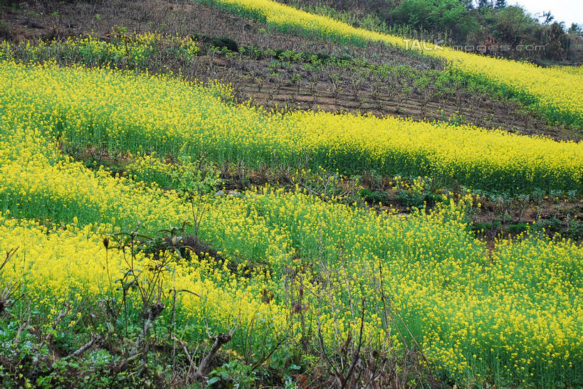 无人,农田,横图,室外,白天,正面,旅游,度假,庄稼,农作物,花海,花圃,黄山,美景,植物,叶子,中国,亚洲,阴影,盛开,光线,影子,景观,花蕾,娱乐,花,花瓣,花朵,花卉,鲜花,绿色,阳光,自然,花丛,花束,花田,花苞,花蕊,油菜花,享受,休闲,景色,放松,霞坑,自然风光,东亚,安徽,安徽省,黄山市,歙县,中华人民共和国,华东地区,皖,彩图,耕地,庄稼田,油菜花田,霞坑镇,芸苔,芸薹,shqxy1