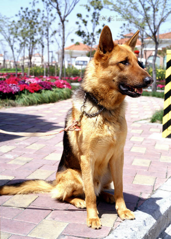 无人,坐,竖图,室外,白天,正面,植物,宠物,狗,阴影,盛开,光线,影子,花蕾,狗绳,扭头,注视,花,花瓣,花朵,鲜花,树,树木,一只,蓝色,绿色,蓝天,天空,阳光,自然,动物,绳子,天,花苞,花蕊,观察,看,转头,生长,晴朗,成长,观看,绳索,察看,狼狗,关注,凶猛,狗链,牵引绳,忠诚,万里无云,残暴,凶残,项圈,晴空,晴空万里,犬,坐着,半身,彩图,狼犬,狗链子,狗项圈,shrj1