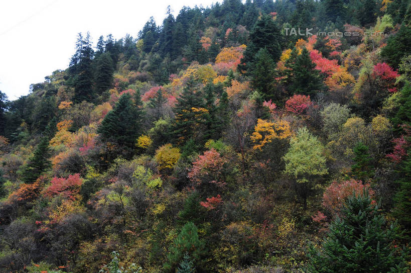 无人,横图,室外,白天,正面,旅游,度假,草地,草坪,美景,秋季,山,山脉,树林,植物,雾,叶子,中国,亚洲,许多,朦胧,模糊,景观,山峰,山峦,娱乐,草,树,树木,树叶,黄色,红色,绿色,天空,自然,群山,天,享受,休闲,景色,放松,四川省,生长,成长,迷雾,自然风光,东亚,四川,阿坝,中华人民共和国,西南地区,阿坝藏族羌族自治州,阿坝州,川,理县,米亚罗,米亚罗风景区,叶,叶片,秋,秋天,彩图,shsgf1
