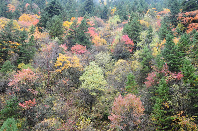 无人,横图,室外,白天,正面,旅游,度假,草地,草坪,美景,秋季,山,山脉,树林,植物,雾,叶子,中国,亚洲,许多,朦胧,模糊,景观,山峰,山峦,娱乐,草,树,树木,树叶,黄色,红色,绿色,天空,自然,群山,天,享受,休闲,景色,放松,四川省,生长,成长,迷雾,自然风光,东亚,四川,阿坝,中华人民共和国,西南地区,阿坝藏族羌族自治州,阿坝州,川,理县,米亚罗,米亚罗风景区,叶,叶片,秋,秋天,彩图,shsgf1