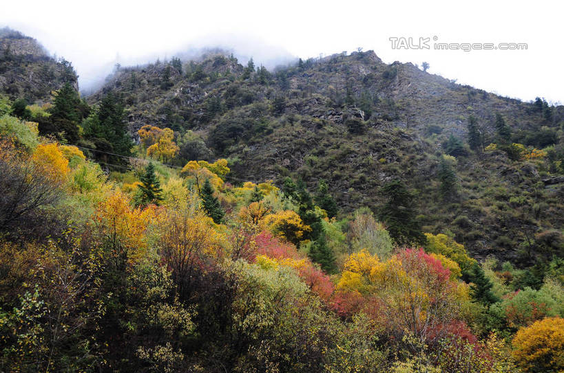 无人,横图,室外,白天,仰视,旅游,度假,草地,草坪,美景,山,山脉,树林,植物,雾,叶子,中国,亚洲,朦胧,模糊,景观,山峰,山峦,娱乐,草,树,树木,绿色,天空,自然,群山,天,享受,休闲,景色,放松,四川省,生长,成长,迷雾,自然风光,东亚,四川,阿坝,中华人民共和国,西南地区,阿坝藏族羌族自治州,阿坝州,川,理县,米亚罗,米亚罗风景区,叶,叶片,彩图,低角度拍摄,shsgf1